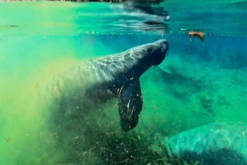 A large mammal, possibly a whale, swimming in clear water. 1