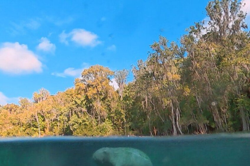 A coastal landscape with dense trees and clear blue water. 3