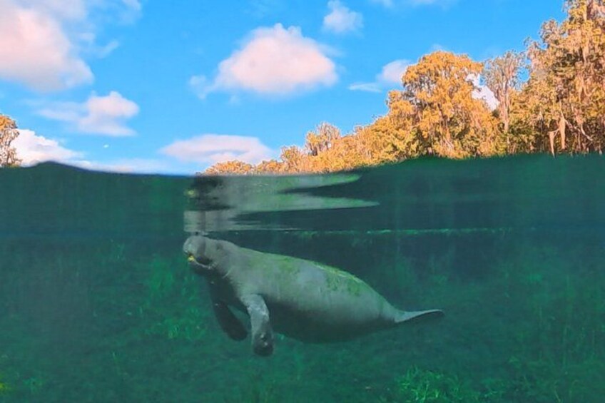 A dolphin swimming underwater with a clear view of the sky and trees above. 5