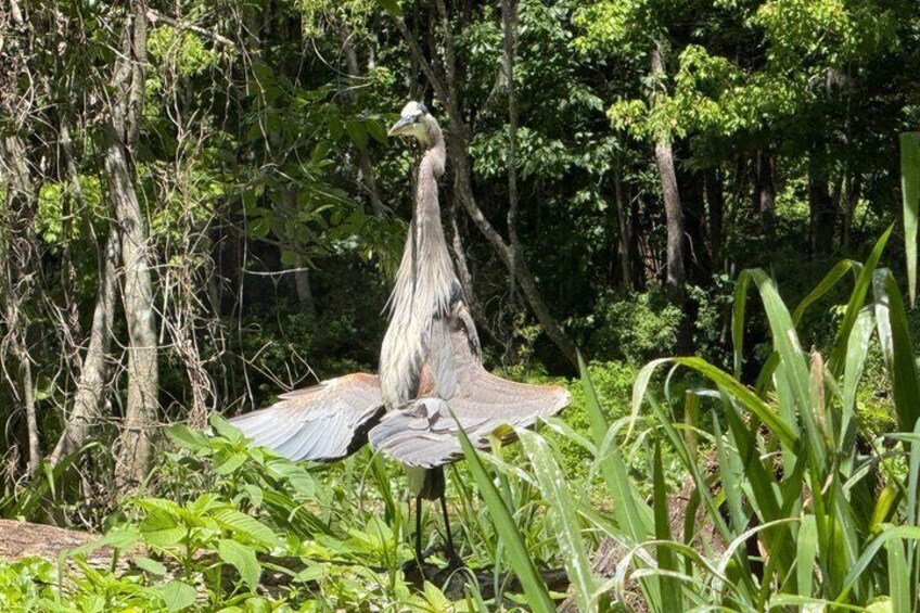 Silver Springs Manatee and Wildlife Eco Tour 2