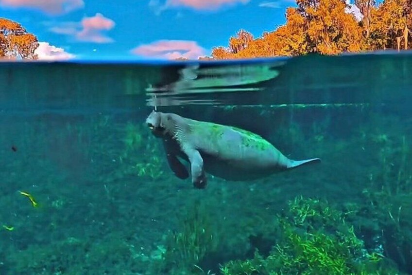 A dolphin swimming underwater with a clear view of the lake's surface and surrounding trees. 4