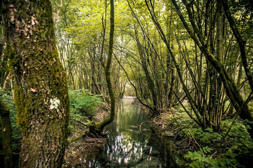 A forested area with a narrow waterway, surrounded by dense trees and undergrowth. 3