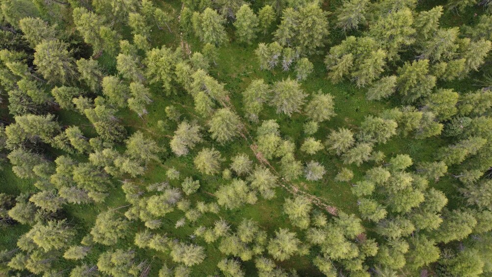 Picture 1 for Activity The gold of the forest: trekking and Largà harvesting in the Mocheni Valley 2