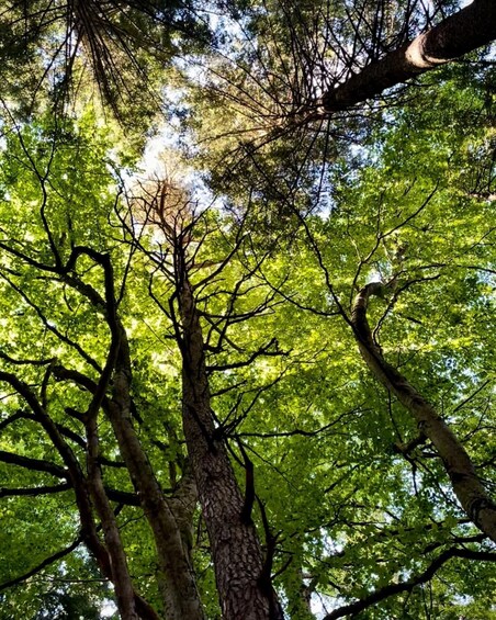 The gold of the forest: trekking and Largà harvesting in the Mocheni Valley 1
