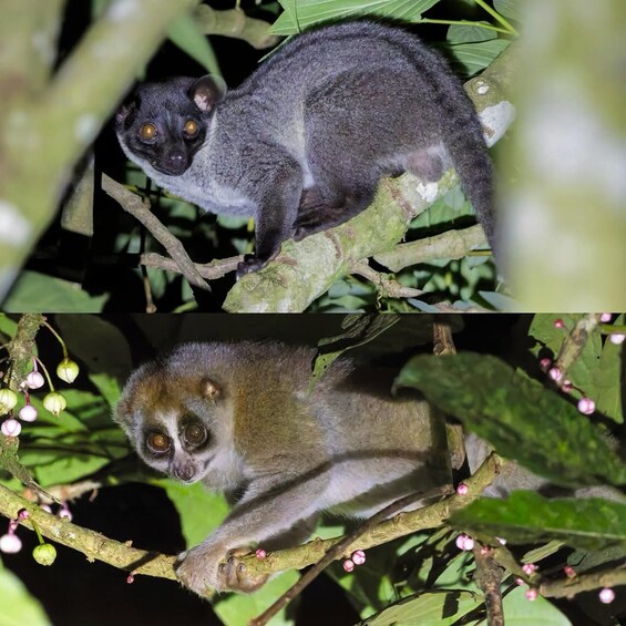 Lemuri istuu puun oksalla, jonka lehdet ovat vihreitä ja kukat vaaleanpunaisia. 3