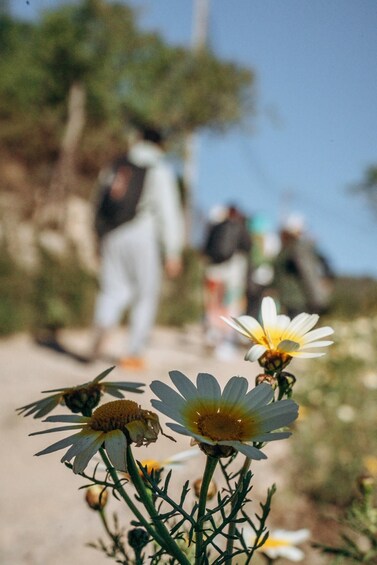 A flower in focus with a blurred background of people walking. 4