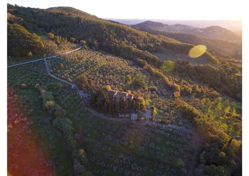 Picture 8 for Activity Fiesole: guided visit to a historic organic olive farm 2