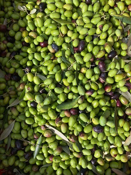 Picture 4 for Activity Fiesole: guided visit to a historic organic olive farm 5
