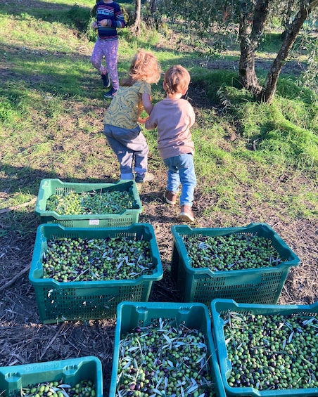 Fiesole: guided visit to a historic organic olive farm 1