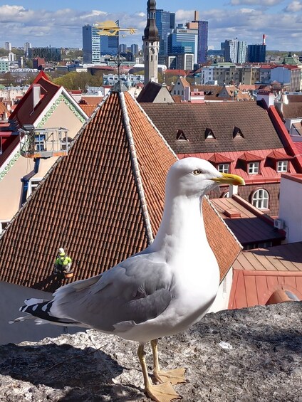 A seagull on a rooftop with a cityscape in the background. 3