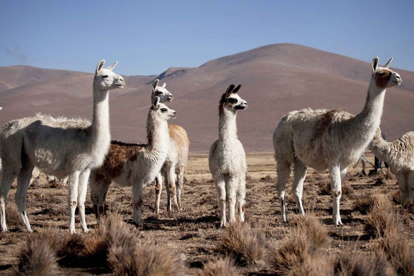 A group of llamas standing in a dry, grassy field with mountains in the background. 2