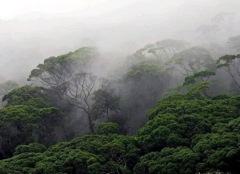 A dense forest with mist enveloping the trees. 2