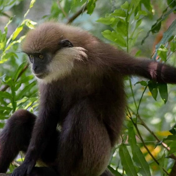 A monkey with dark fur and lighter face, sitting on a tree branch surrounded by green leaves. 1