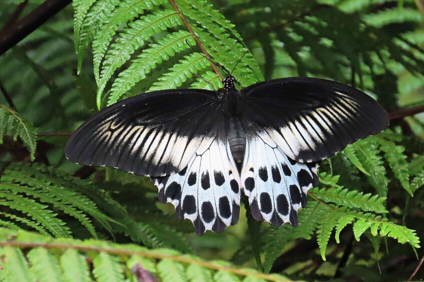 A butterfly with black and white wings resting on green fern leaves. 3