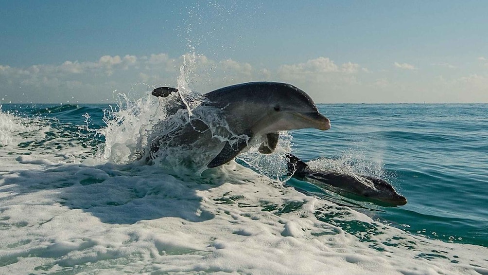 A dolphin leaping out of the water. 1