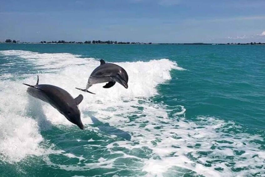 Two dolphins leaping out of the ocean water. 3
