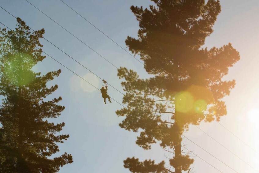 A person suspended on a cable between tall trees with sunlight filtering through. 3