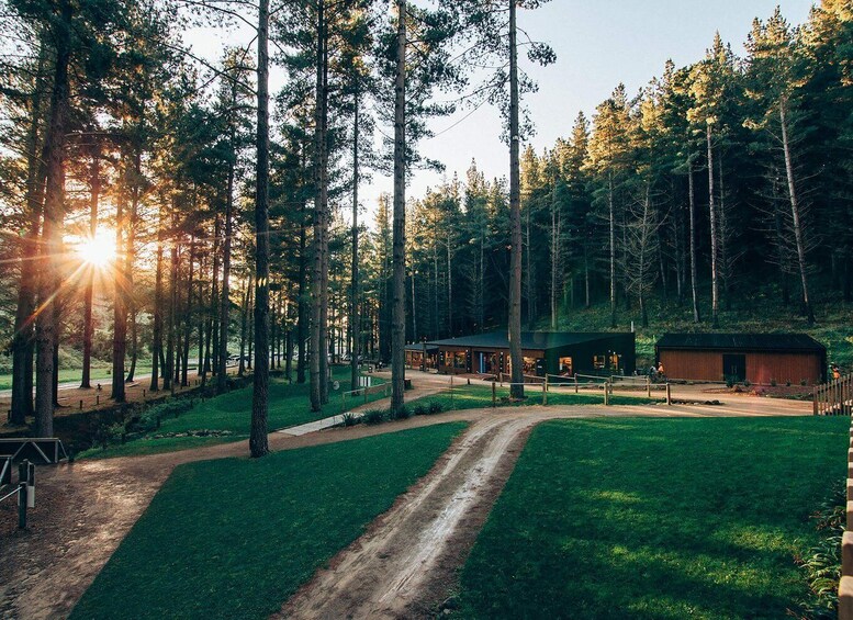 A forested area with a dirt path leading to a building with a green roof. 4