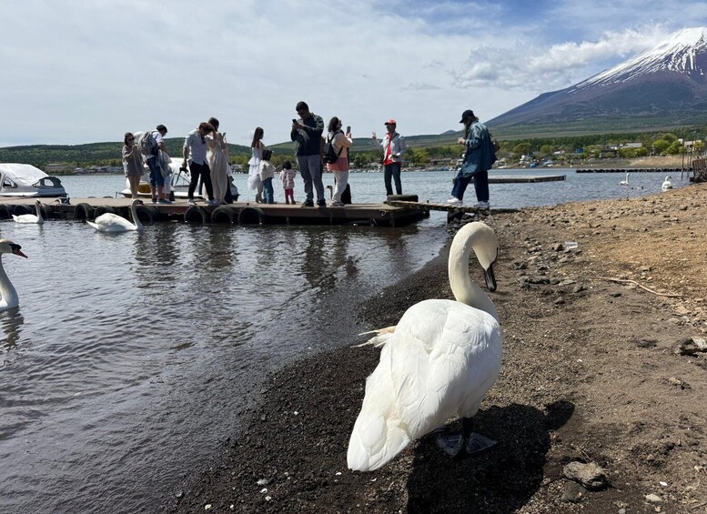 A swan on a pebbly shore with people on a dock in the background. 5