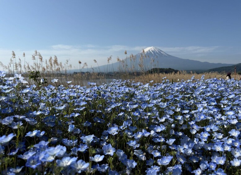 A field of blue flowers with a mountain in the background. 1