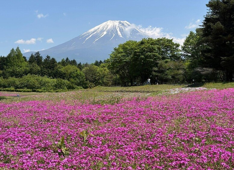 A field of pink flowers with a mountain in the background. 3