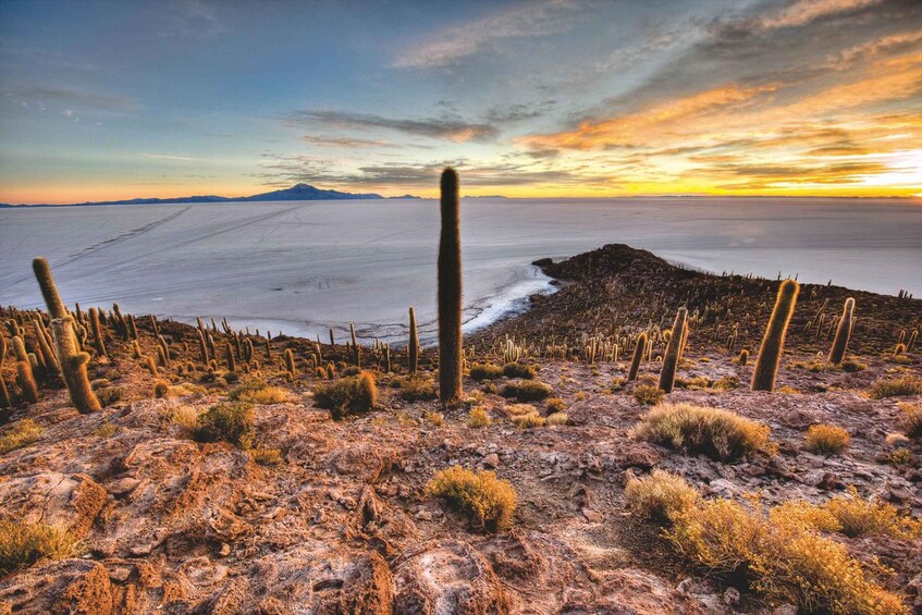 A desert landscape with cacti and a salt flat. 4