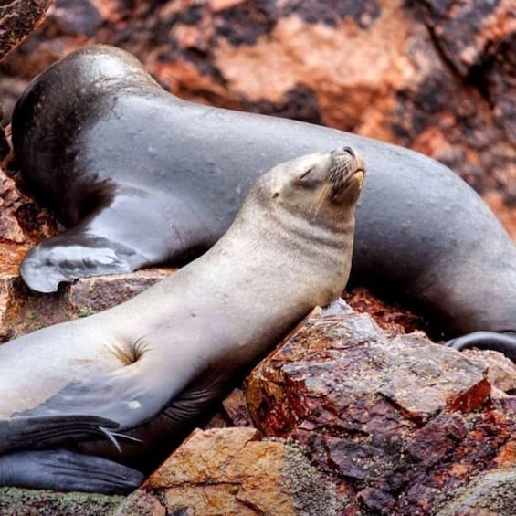 Two seals resting on rocky terrain. 2