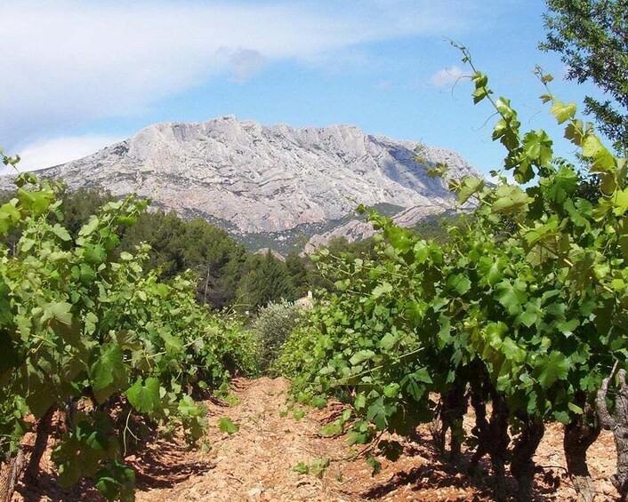 A vineyard with rows of grapevines in front of a mountain. 5