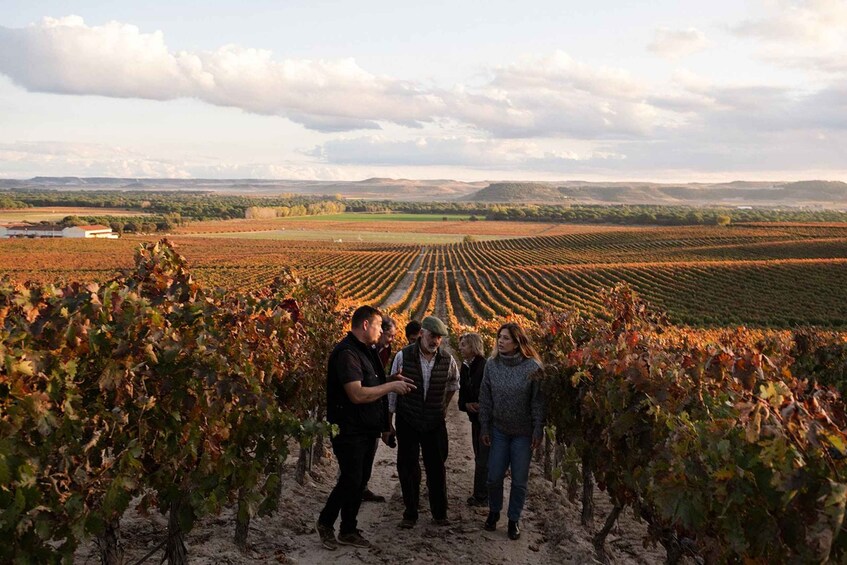 A vineyard with rows of grapevines and a group of people standing in the middle. 1
