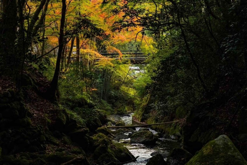 A forested stream with a bridge in the background. 5