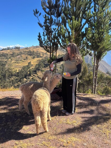 Picture 5 for Activity Cusco: Nature walk with alpacas and llamas. 2