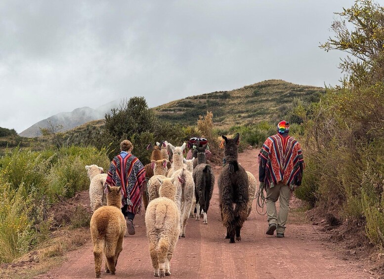 A group of llamas and alpacas walking on a dirt path with people leading them. 3