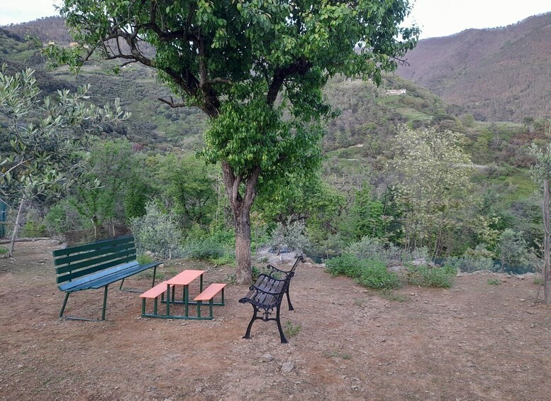 A park with a large tree, a green bench, and a red bench. 5