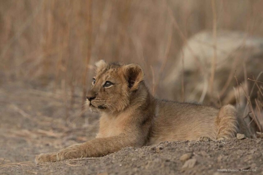 A lion cub lying on the ground in a natural setting. 5