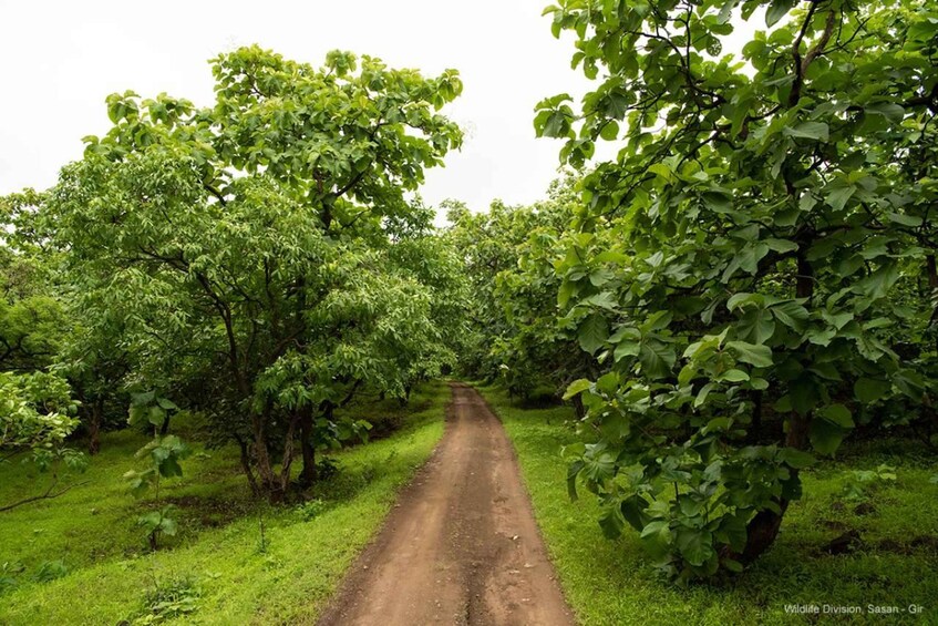 A dirt path through a lush orchard with dense foliage on both sides. 3