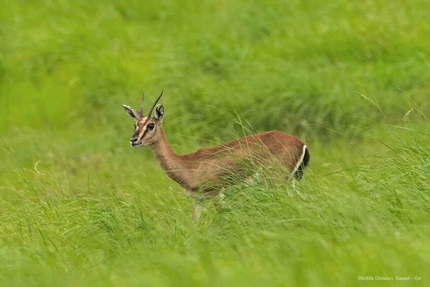 A deer in a grassy field. 2