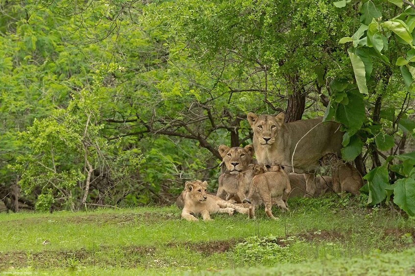 A group of lions resting in a grassy area with dense green foliage in the background. 4