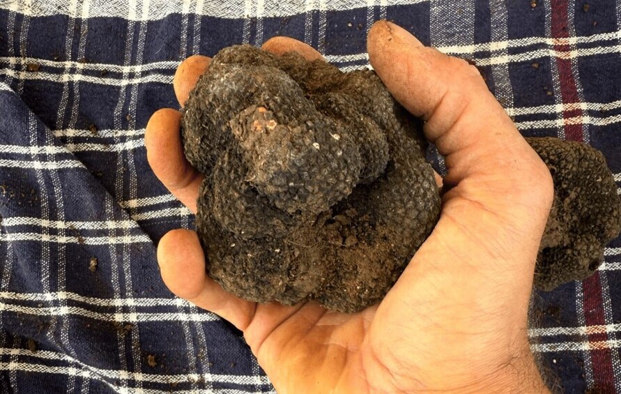 A hand holding a cluster of dark, textured objects. 2