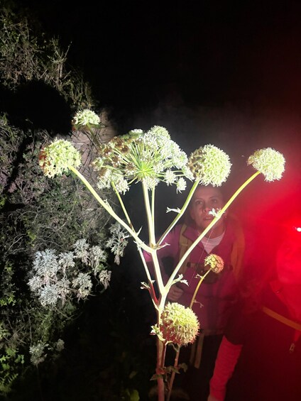 A person holding a plant with multiple spherical flower clusters. 3