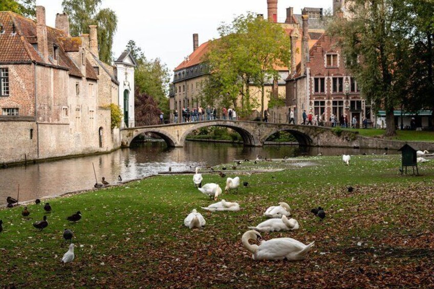 A river with swans and ducks, a bridge, and historic buildings. 2