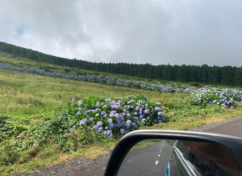 A road with a side view mirror reflecting a field of purple flowers and a forest in the background. 1