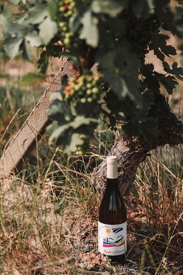 A bottle of wine with a label, placed on the ground near a vine with leaves and grapes. 2