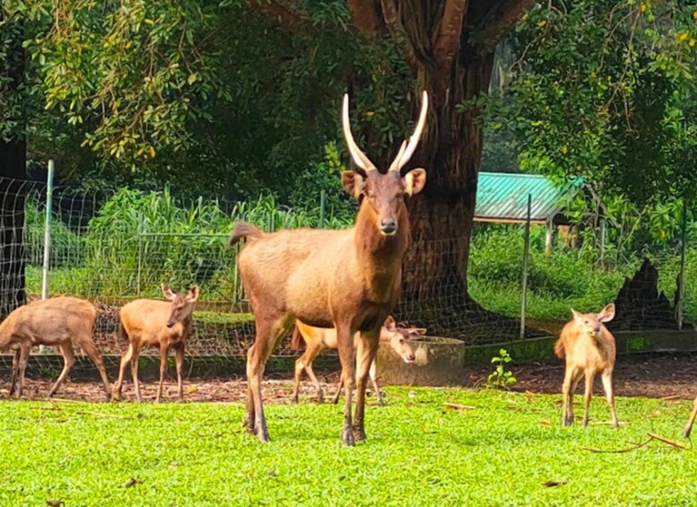 A group of deer in a grassy enclosure with a tree and a fence in the background. 4