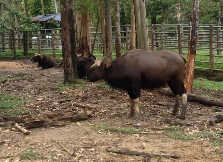A bull in a fenced enclosure with trees and a wooden structure in the background. 3