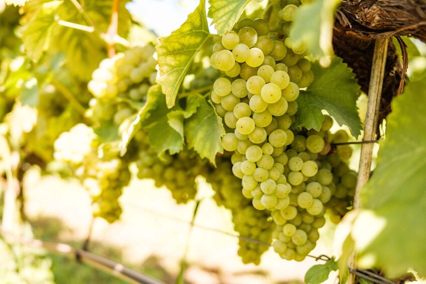 Clusters of green grapes hanging from vines in a vineyard. 2
