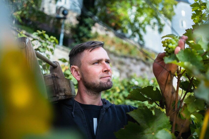 A person inspecting grapevines in a vineyard. 1