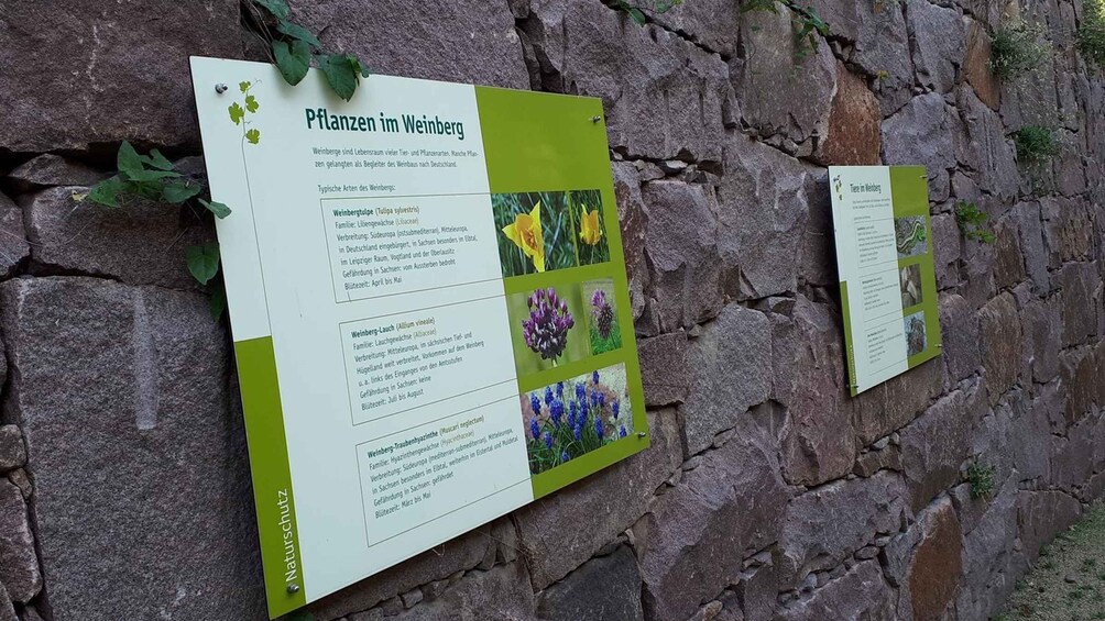 A signboard with information about plants in Weinberg, including types like Weinbergtulpe and Weinberg-Lauch, with pictures of flowers. 3