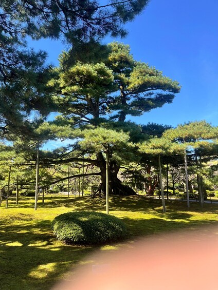 A large pine tree in a park with a clear blue sky. 3