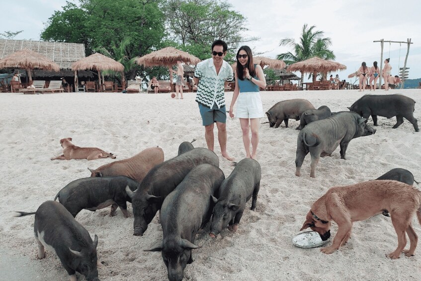 A beach with people, thatched umbrellas, and pigs. 1