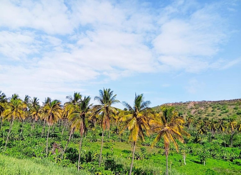 Picture 10 for Activity Praia: Hike Natural Park Serra Malagueta & Principal Valley 4